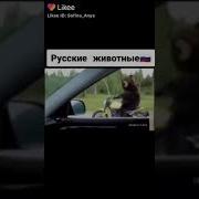 Америка У Нас Лудшие Обученые Животные Россия Не Твой Уровень Дорогой