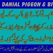 35 Waly Kabootar Ki Pehchan Or Nasal Ki Dariaft