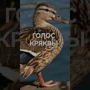 Голос Птиц Для Манка