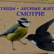 Видео Про Птиц Для Детей