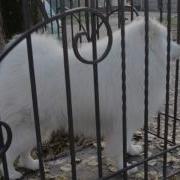 Красивая Белая Пушистая Собака Породы Самоед Собака Гавкает На Собак