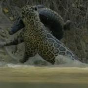 Macan Tutul Vs Buaya Macan Tutul Memangsa Buaya Pertarungan Hewan Buas
