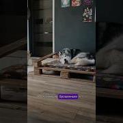 Озвучка Собак Прикол