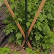 Trellis