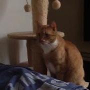 My Cat Otje Is Afraid Of Aphex Twin