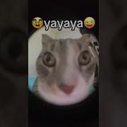 Кто Здесь Пидорас
