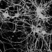 Neuron Time Off