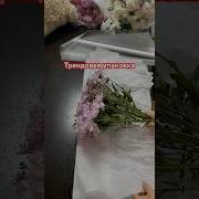 Хризонтема Флористика