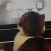 I Will Find You And I Will Kill You Cat Version