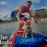 Surfer Cat