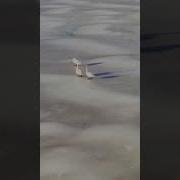Лыбовь Уставших Лебедей На Рингтон