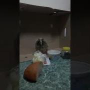 Маленький Совенок