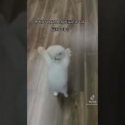 Я Хочу Хлеба Дай Хлеб Хлеееб Мем