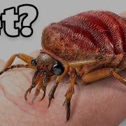 My Pet Insect