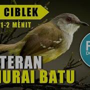Masteran Murai Batu Suara Ciblek Ngebren Berjeda 1 2 Menit Umpamane Kicau