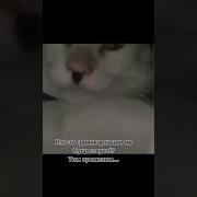 Орущий Кот Мем
