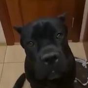 Собака Сожрала Выключатели