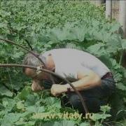 Лечение Геморроя Огурцом Видео 100500