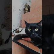 Набери Имя Вова