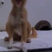 Ана Мехир Окибату Мана Мехир Окибат