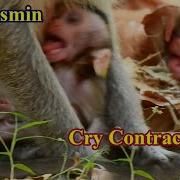 Break Heart Why Doing Bad Like This Baby Monkey Crying Sounds Loudly