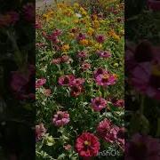 Валиуллин Рэхэт Мина