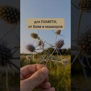Лнкарственные Дикоросы