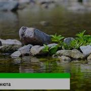 Родники Алексей Романюта