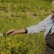 Монастырская Травница Е Ф Зайцева