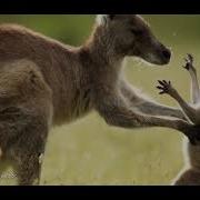 Tones And I Down Under