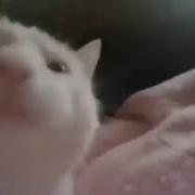 Кот Поет И Флексит 1 Час