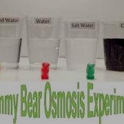 Bear Experiments