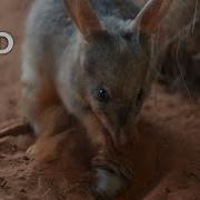 Bilby