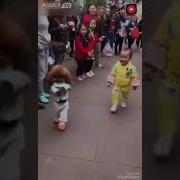 Собачка Ходит Как Человек На Задних Лапах