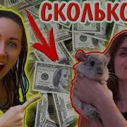 Сколько Зарабатывает Elli Di Pets Элли Ди И Канал Хомки Какой Доход У