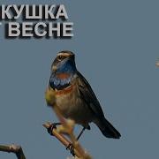 Пение Птицы Варакушки