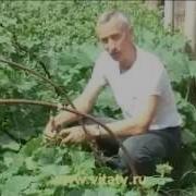 Сила Земли Прикол