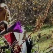 Gul Dana Dana Fazel Mohammad Paghmani New Song Mp4