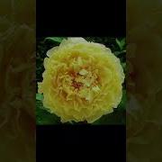 Иногда Так Хочется Выложить Какую Нибудь Дичь