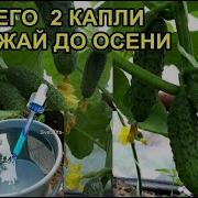 Не Вдвоем Сабираем Листья Позней Осени