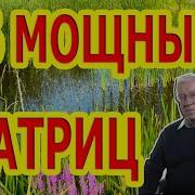 26 Мощных Матриц Бодрость Радость От Депрессии Для Щитовидной Железы И Другие