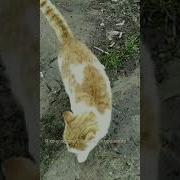 Припев Отпусти Меня Шатунов