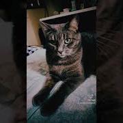 Где Моя Котлета