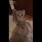 Если Ты Хороший Котик Скажи Мяу Если