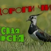 У Дороги Чибис Песня