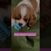 Ломова Щенок