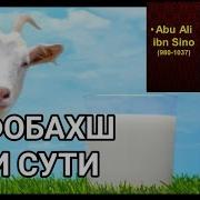 Эчки Сути Минг Дардга Даво Ибн Сино Тавсиялари