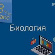 Однодольные И Двудольные Растения Урок Биологии 77