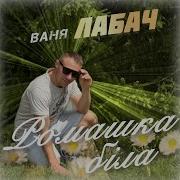 Ромашка Біла Ваня Лабач 2025 05 08