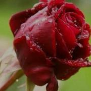 بی تو در خلوت شب ناله میکرد دل من